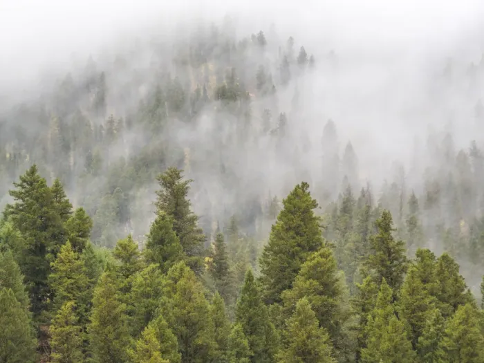 Framed Print : USA, Wyoming, Hoback, clouds intermingling with evergreens on rainy morning