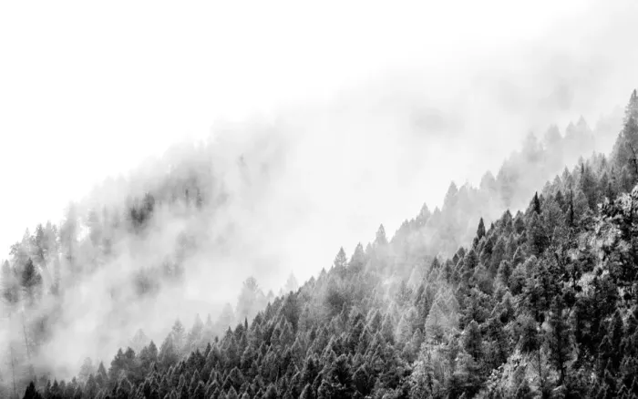 Framed Print : USA, Wyoming, Hoback, clouds intermingling with evergreens on rainy morning in black Framed Print : USA, Wyoming, Hoback, clouds intermingling with evergreens on rainy morning in black