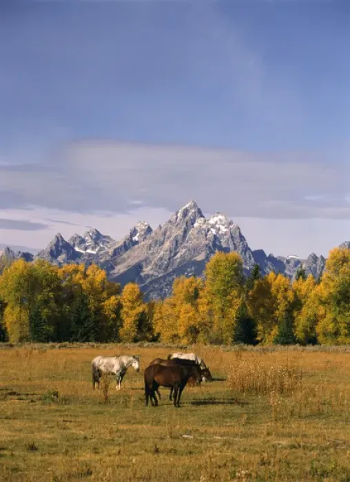 Framed Print : USA, Wyoming, Horses in Grand Teton National Park