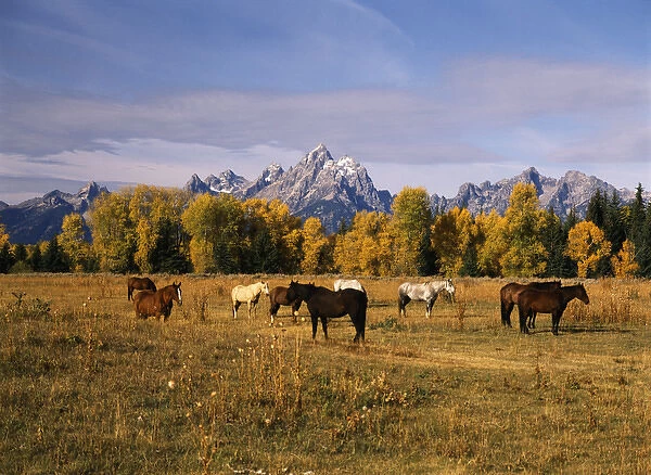 USA, Wyoming, Horses on moran junction at Grand Teton National Park