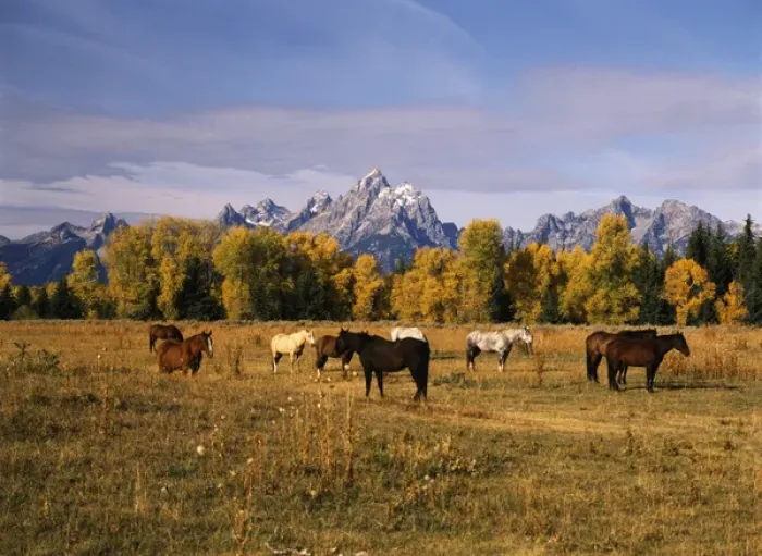 Framed Print : USA, Wyoming, Horses on moran junction at Grand Teton National Park