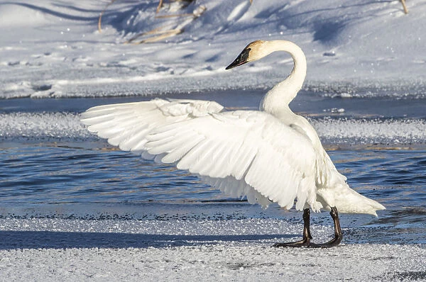 USA, Wyoming, Jackson, Flat Creek. Trumpeter Swan stretching its wings on a