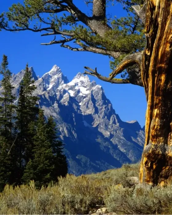 Framed Print : USA Wyoming, Jackson, Grand Teton N. P. Teton Range Cathedral Group framed by Limber Pine Framed Print : USA Wyoming, Jackson, Grand Teton N. P. Teton Range Cathedral Group framed by Limber Pine