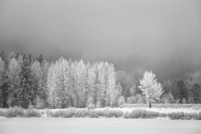 Framed Print : USA, Wyoming, Jackson. Grand Teton National Park, Frost-covered aspen trees create a lacy look at Oxbow Bend