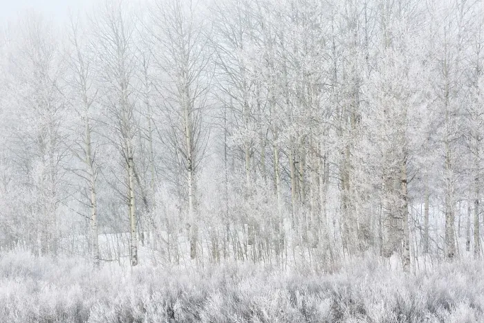 Framed Print : USA, Wyoming, Jackson. Grand Teton National Park, Lacy ice covers aspen trees and plants at foggy Oxbow Bend