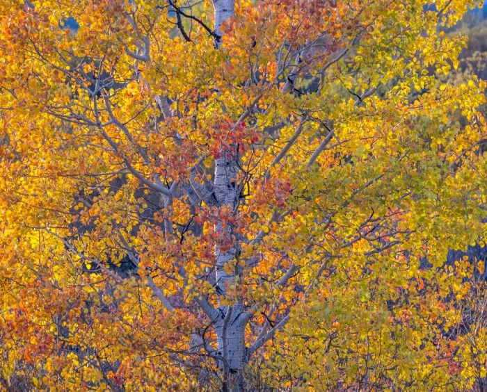 Framed Print : USA, Wyoming, Jackson, Grand Teton National Park and fall colors on Aspen Trees Framed Print : USA, Wyoming, Jackson, Grand Teton National Park and fall colors on Aspen Trees