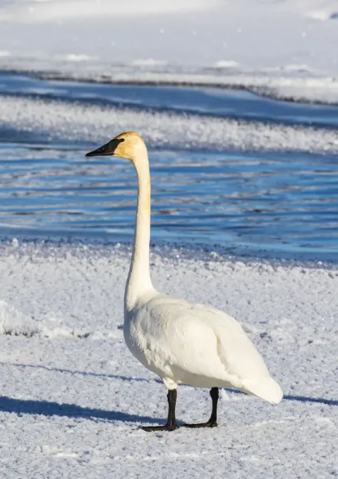 Framed Print : USA, Wyoming, Jackson Hole, Flat Creek. Adult Trumpeter Swan standing on a frosty Framed Print : USA, Wyoming, Jackson Hole, Flat Creek. Adult Trumpeter Swan standing on a frosty