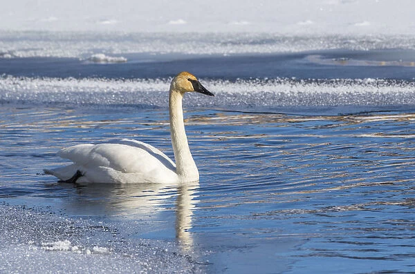USA, Wyoming. Jackson Hole, Flat Creek, an adult Trumpeter Swan swims on a partially