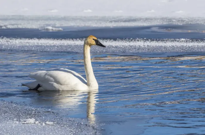 Framed Print : USA, Wyoming. Jackson Hole, Flat Creek, an adult Trumpeter Swan swims on a partially Framed Print : USA, Wyoming. Jackson Hole, Flat Creek, an adult Trumpeter Swan swims on a partially