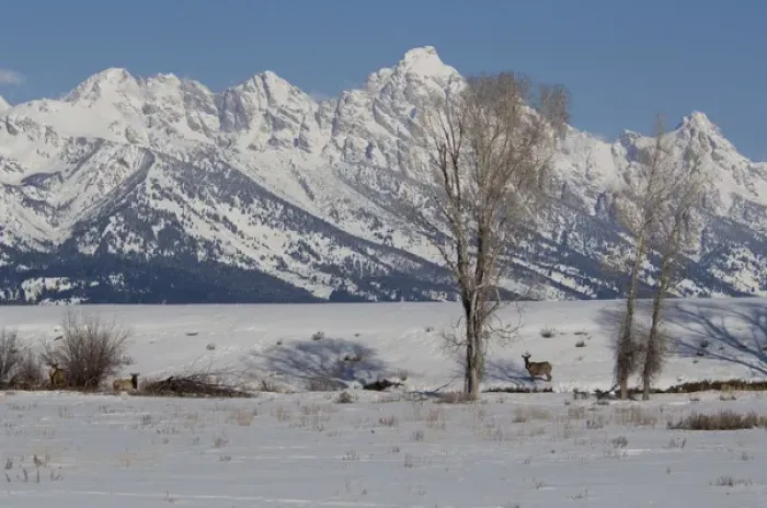 Framed Print : USA, Wyoming, Jackson Hole. National Elk Refuge Framed Print : USA, Wyoming, Jackson Hole. National Elk Refuge