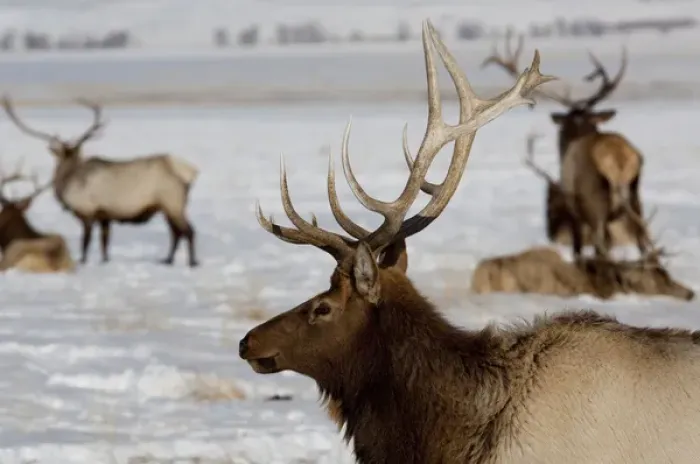 Framed Print : USA, Wyoming, Jackson Hole. National Elk Refuge Framed Print : USA, Wyoming, Jackson Hole. National Elk Refuge
