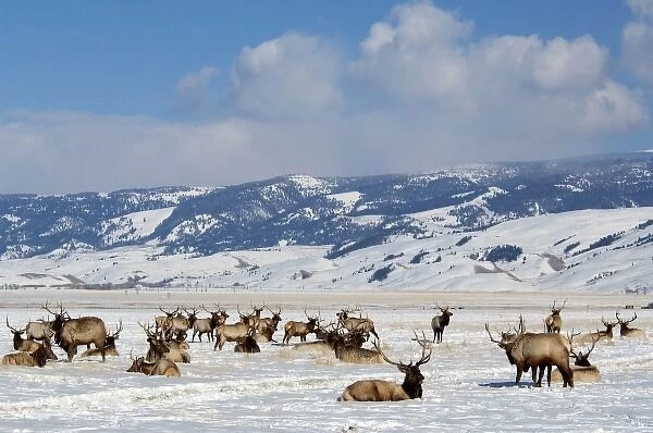 USA, Wyoming, Jackson Hole. National Elk Refuge in winter. Elk, (wild: Cervus elaphus) aka wapiti