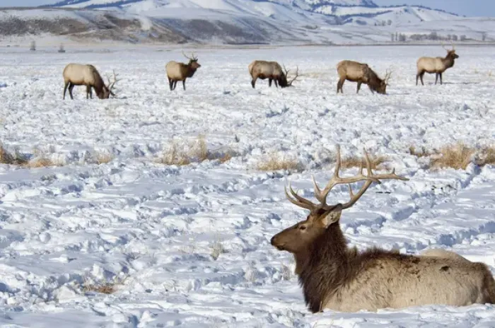 Framed Print : USA, Wyoming, Jackson Hole. National Elk Refuge in winter. Elk, (wild: Cervus elaphus)