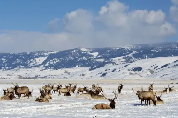 Framed Print : USA, Wyoming, Jackson Hole. National Elk Refuge in winter. Elk, (wild: Cervus elaphus) aka wapiti