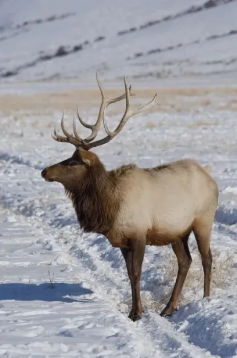 Framed Print : USA, Wyoming, Jackson Hole. National Elk Refuge in winter. Lone bull Elk, (wild Framed Print : USA, Wyoming, Jackson Hole. National Elk Refuge in winter. Lone bull Elk, (wild