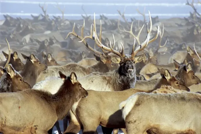 Framed Print : USA, Wyoming, Jackson, National Elk Refuge. Elk herd moving toward alfalfa pellets