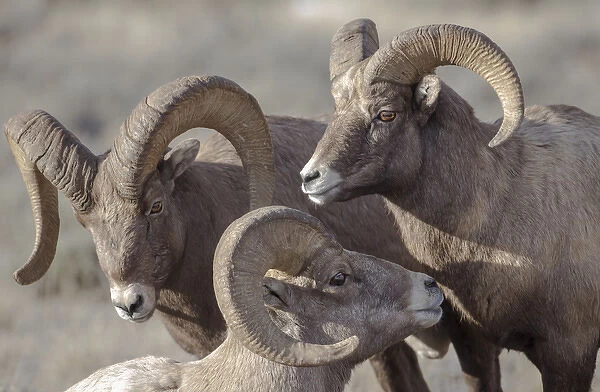USA, Wyoming, Jackson, National Elk Refuge, a bachelor group of bighorn sheep rams