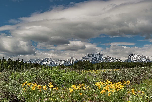 USA, Wyoming. Landscape of Arrowleaf Balsamroot wildflowers and Teton Mountains, Grand Teton National Park