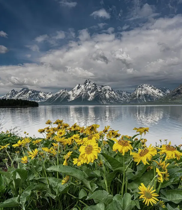 Framed Print : USA, Wyoming. Landscape of Arrowleaf Balsamroot wildflowers and Teton Mountains at Jackson Lake, Grand Teton National Park Framed Print : USA, Wyoming. Landscape of Arrowleaf Balsamroot wildflowers and Teton Mountains at Jackson Lake, Grand Teton National Park