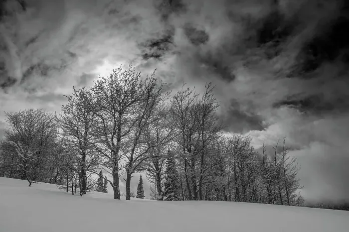 Framed Print : USA, Wyoming. Landscape of Aspen and subalpine fir trees after new snow