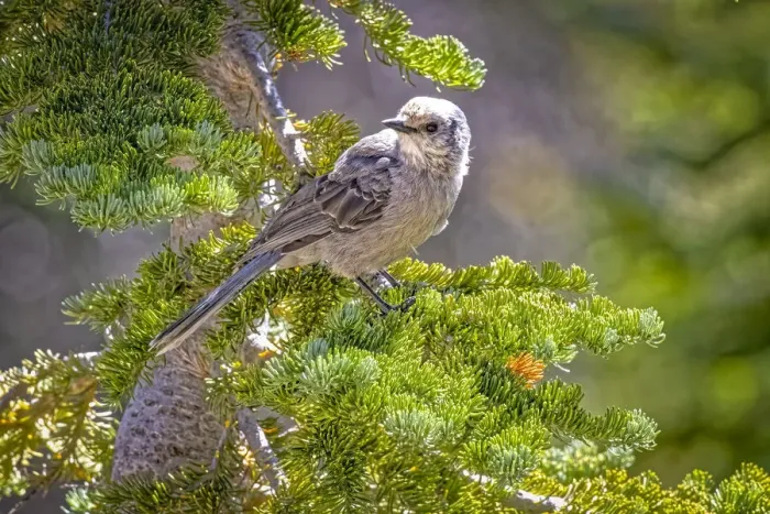 Framed Print : USA, Wyoming, Laramie. Canada jay in tree Framed Print : USA, Wyoming, Laramie. Canada jay in tree