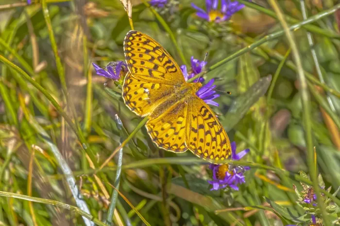 Framed Print : USA, Wyoming, Laramie. Zerene fritillary close-up