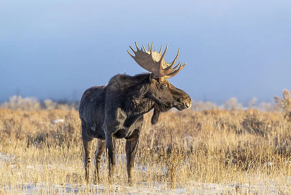 USA, Wyoming. Large bull moose portrait, Grand Teton National Park, Jackson, Wyoming