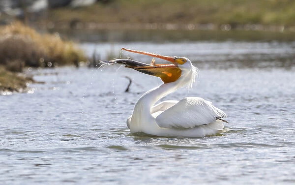 USA, Wyoming, Lincoln County, an American White Pelican catches a large trout in