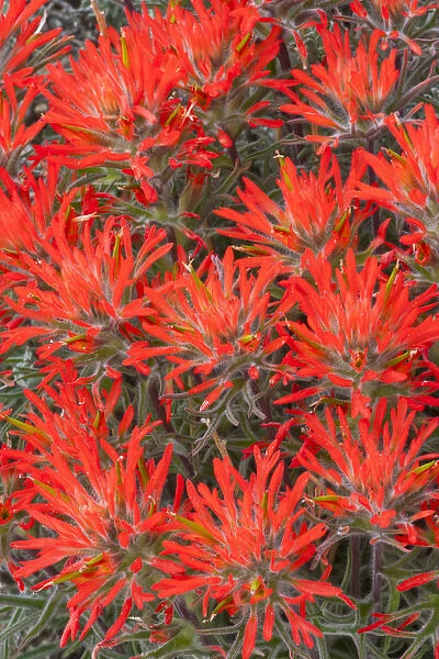 USA, Wyoming, Lincoln County, Desert Paintbrush close-up of flowers