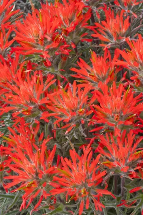 Framed Print : USA, Wyoming, Lincoln County, Desert Paintbrush close-up of flowers