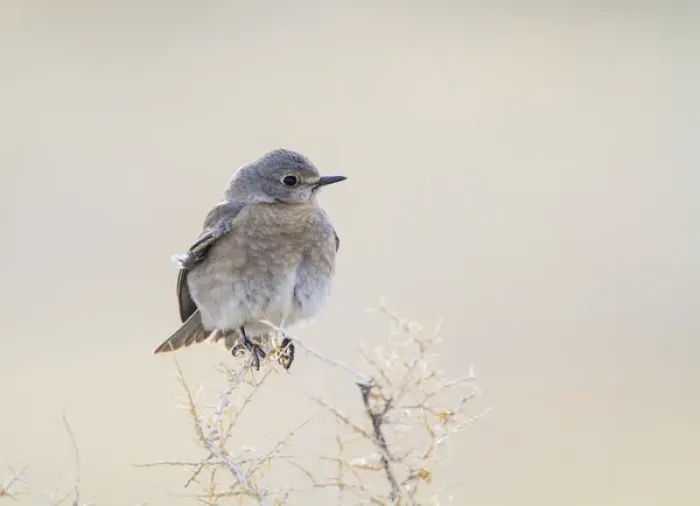 Framed Print : USA, Wyoming, Lincoln County, Female Mountain Bluebird roosting on bush