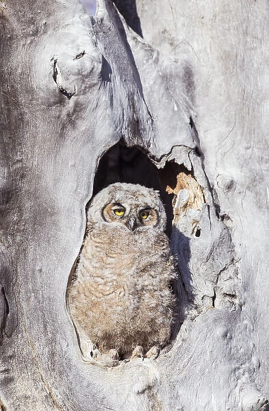 USA, Wyoming, Lincoln County, Great Horned Owl nestling sitting at entrance to nest