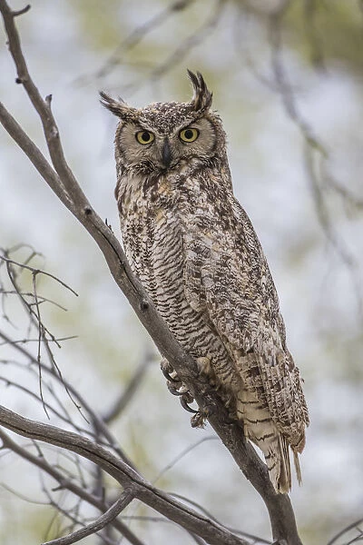 USA, Wyoming, Lincoln County, a Great Horned Owl perches on a limb of a cottonwod tree