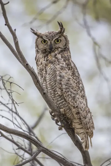Framed Print : USA, Wyoming, Lincoln County, a Great Horned Owl perches on a limb of a cottonwod tree Framed Print : USA, Wyoming, Lincoln County, a Great Horned Owl perches on a limb of a cottonwod tree