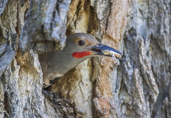 USA, Wyoming, Lincoln County, a Northern Flicker removes a fecal sac from the nest