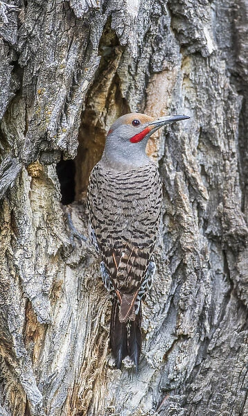 USA, Wyoming, Lincoln County, a Northern Flicker sits at the nest cavity in a cottonwood