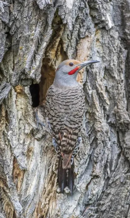Framed Print : USA, Wyoming, Lincoln County, a Northern Flicker sits at the nest cavity in a cottonwood Framed Print : USA, Wyoming, Lincoln County, a Northern Flicker sits at the nest cavity in a cottonwood