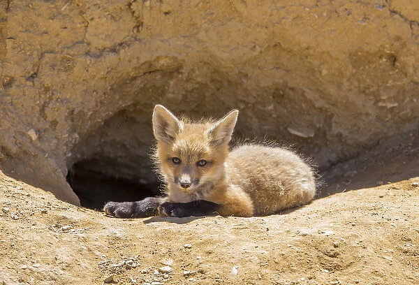 USA, Wyoming, Lincoln County, a red fox kit lays in front of its den in the desert