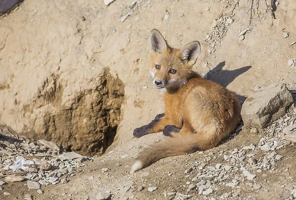 USA, Wyoming, Lincoln County, a Red Fox kit lays in front of his den