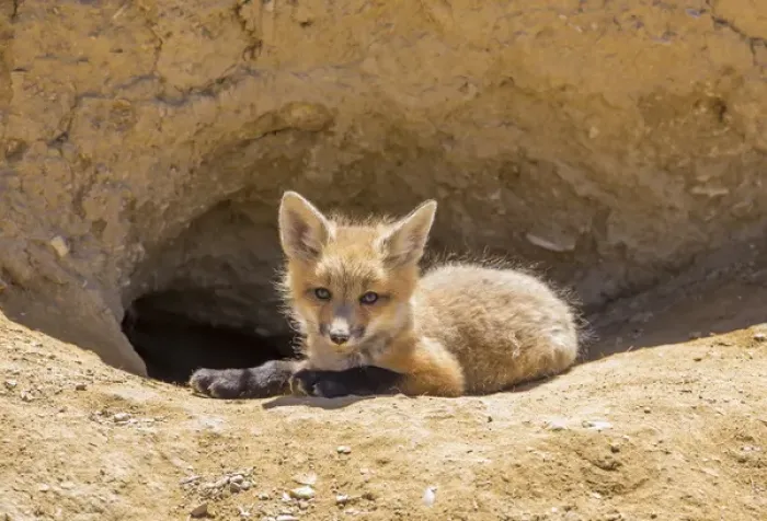 Framed Print : USA, Wyoming, Lincoln County, a red fox kit lays in front of its den in the desert Framed Print : USA, Wyoming, Lincoln County, a red fox kit lays in front of its den in the desert
