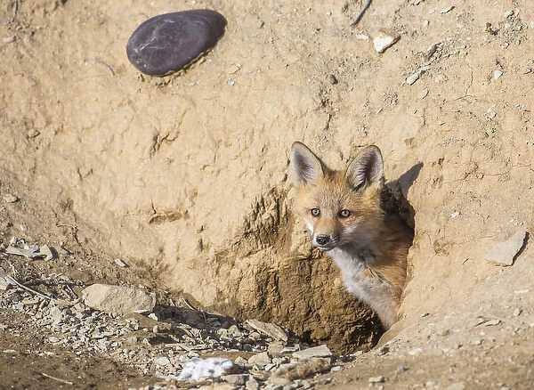 USA, Wyoming, Lincoln County, a Red Fox kit peers from its den
