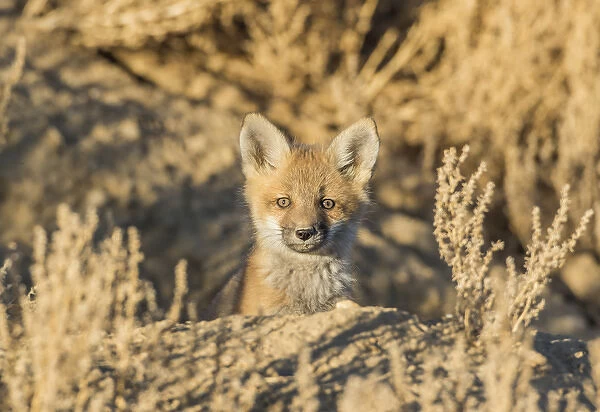 USA, Wyoming, Lincoln County, a red fox kit peers from its den in the desert