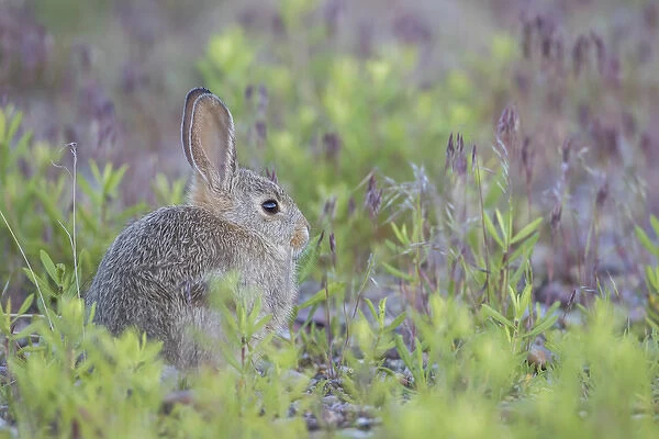 USA, Wyoming, Lincoln County, a young cottontail rabbit sits amongst grasses