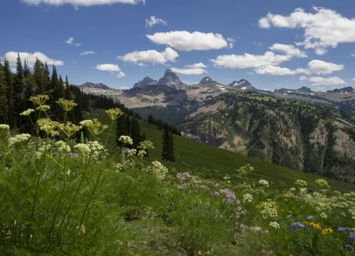 Framed Print : USA, Wyoming. Meadow filled with wildflowers in front of Grand Teton Framed Print : USA, Wyoming. Meadow filled with wildflowers in front of Grand Teton