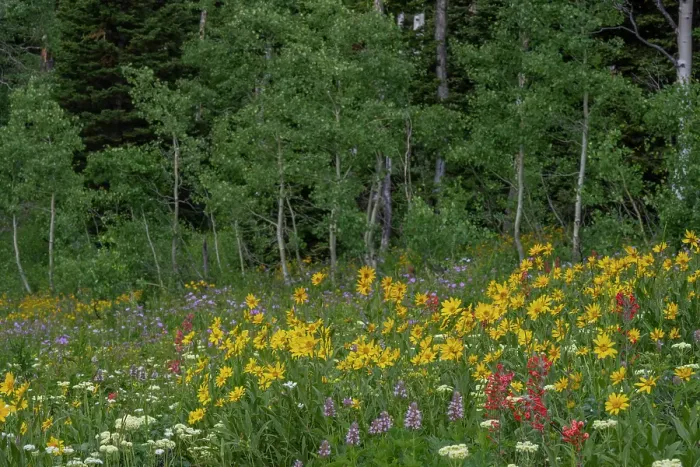 Framed Print : USA, Wyoming. Meadow with wildflowers and aspen trees, west side of Tetons Framed Print : USA, Wyoming. Meadow with wildflowers and aspen trees, west side of Tetons