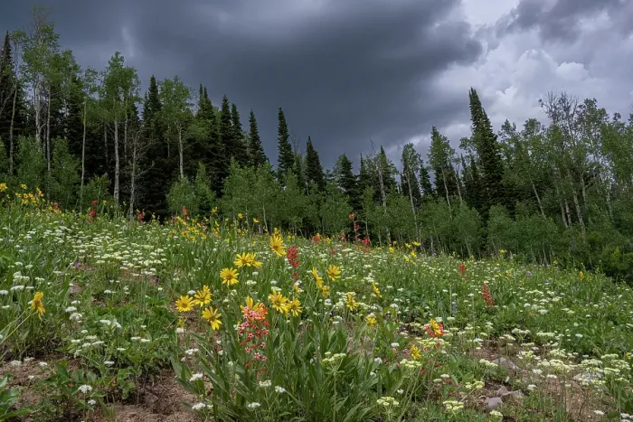 Framed Print : USA, Wyoming. Meadow with wildflowers and aspen trees, west side of Tetons