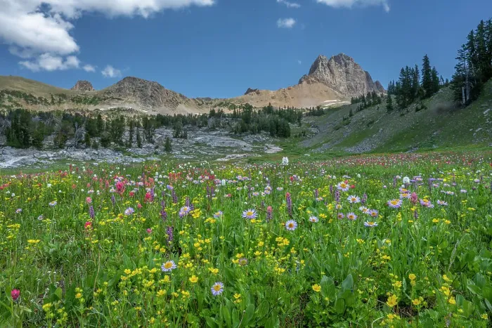 Framed Print : USA, Wyoming. Meadow of wildflowers with Aster and Paintbrush in Alaska Basin, Teton Mountains Framed Print : USA, Wyoming. Meadow of wildflowers with Aster and Paintbrush in Alaska Basin, Teton Mountains
