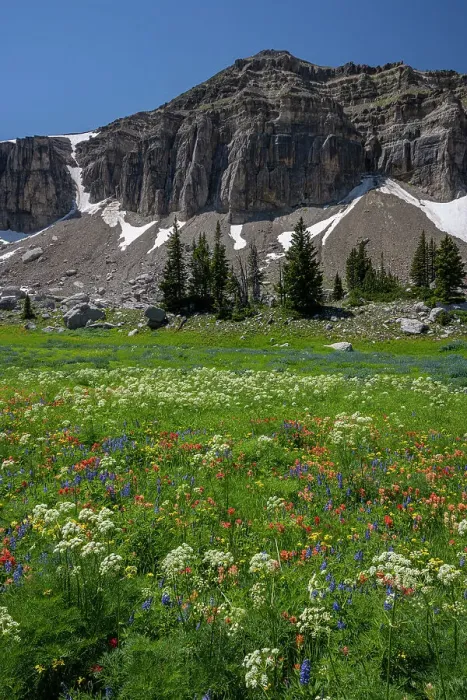 Framed Print : USA, Wyoming. Meadow of wildflowers, Teton Mountains