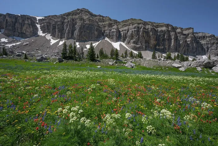 Framed Print : USA, Wyoming. Meadow of wildflowers, Teton Mountains