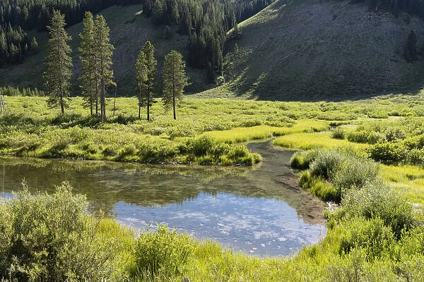 USA, Wyoming. Meandering stream and lush vegetation, Bridger Teton National Forest